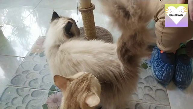 Dogs + Cats + Parrots + Fish + Garden And Cafe
