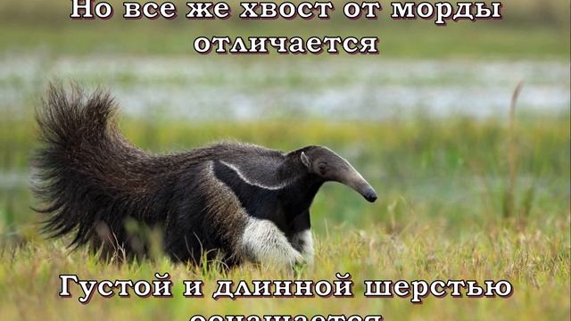 Гигантский муравьед - носатый гурман смотреть онлайн