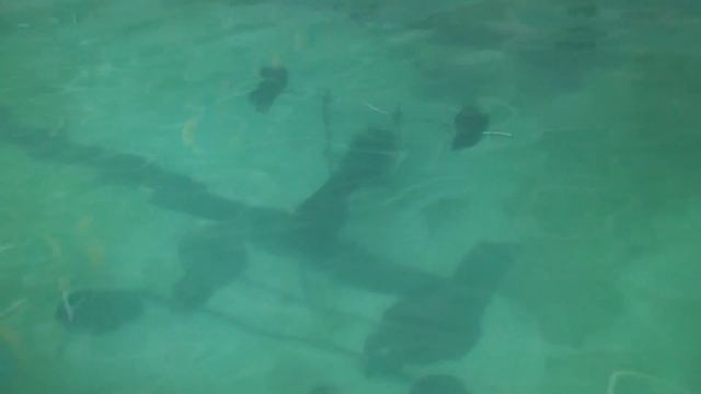 Жим штанги под водой, 162 кг. Underwater bench press, 162 kg смотреть онлайн