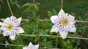 Виенетта  (Clematis Vienetta)- клематис с характером