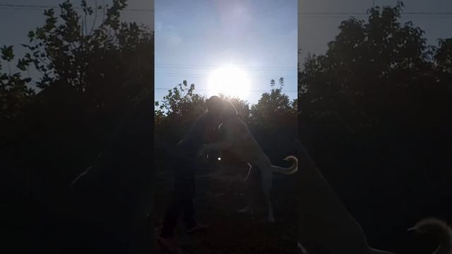 Кангал,турецкий волкодав. смотреть онлайн