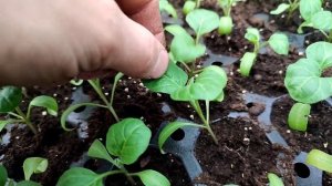 Пикировка баклажан ? Заглублять или нет?!