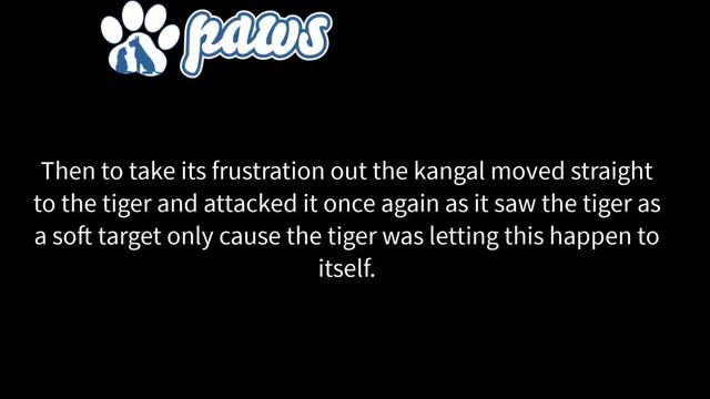 Бультерьер встречается лицом к лицу с тигром !!! смотреть онлайн