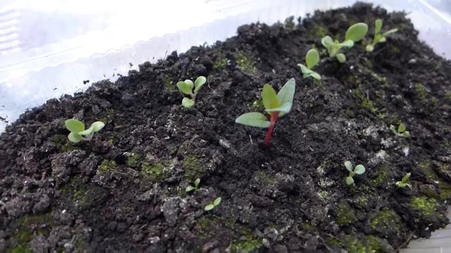 Петунье 15 дней. Чем подкормить? Первая важная подкормка. Что же выросло вместе с петунией? смотреть онлайн