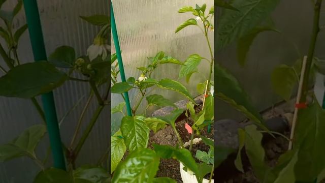 Подкормка сладкого перца