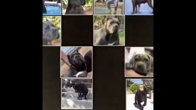 CANE CORSO and CATS смотреть онлайн