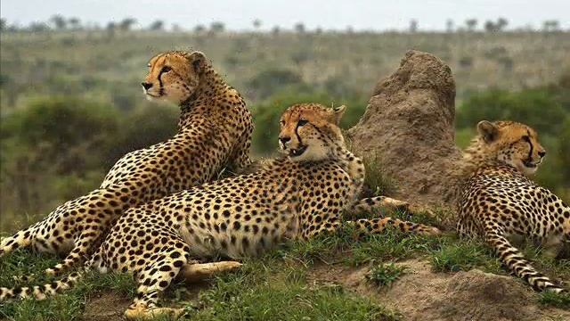 Забавные фото животных и не только смотреть онлайн