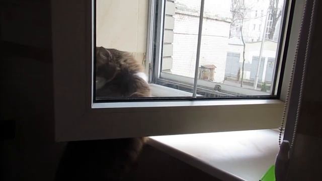 Кошка Матильда осматривает окрестности. Тихон ест траву, попугай Зизи просит поделиться. смотреть онлайн