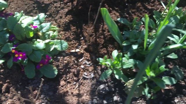 Primula's verdelen - Primula Denticulata смотреть онлайн