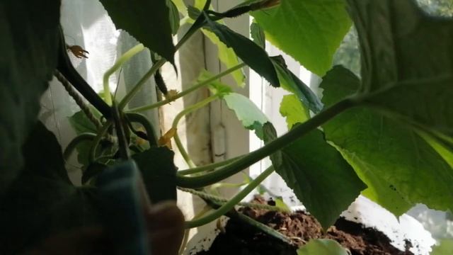 Огурец на подоконнике. Правильный уход для хорошего урожая. смотреть онлайн