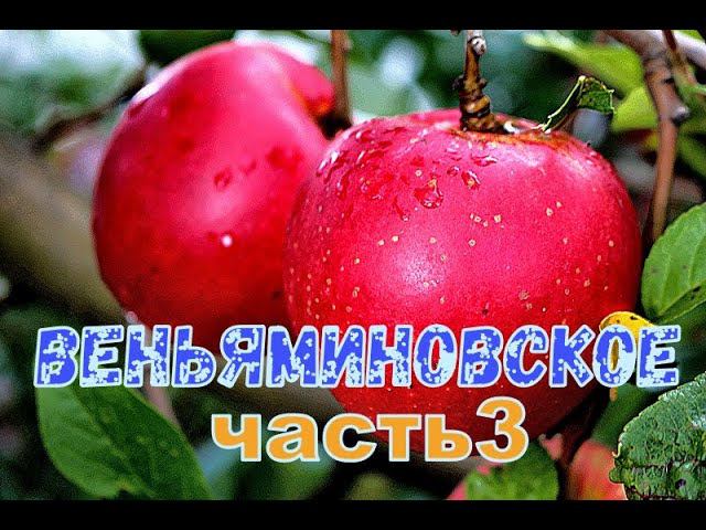 Яблоня Веньяминовское. Часть 3 смотреть онлайн