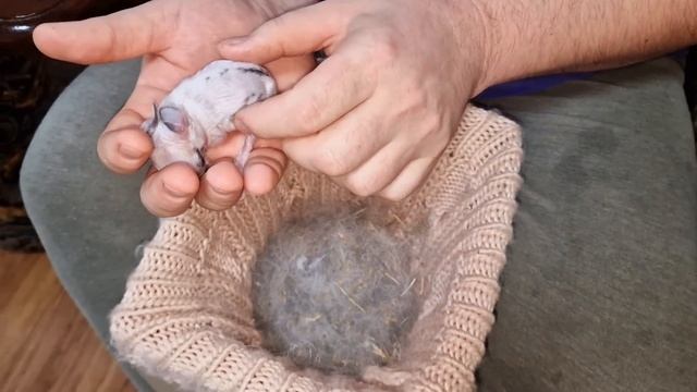 кормление истощённых крольчат с пипетки! смотреть онлайн