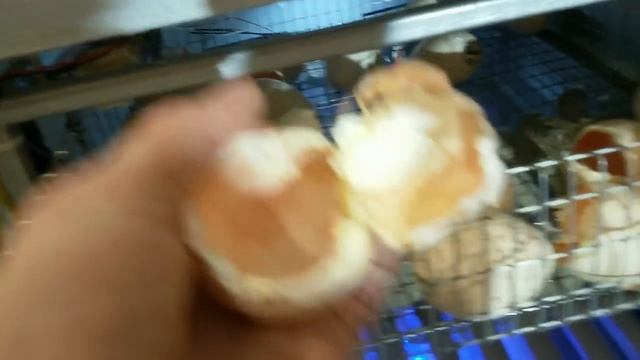 Инкубатор ТЖУ- 189.Роликовые лотки.