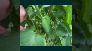 Пинквин F1 - новинка в линейке розовоплодных томатов Райк Цваан