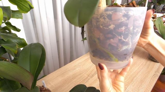 ОТЛИЧНАЯ система. Орхидеи РАСТУТ КАК НА ДРОЖЖАХ. смотреть онлайн