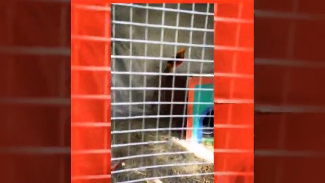 Интерактивный зоопарк в ресторане Марио Жуковка смотреть онлайн