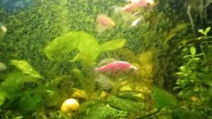 как почистить стекло от зелени в аквариуме