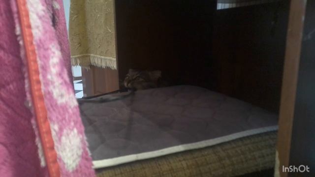 Моя кошка грызёт вешалку смотреть онлайн