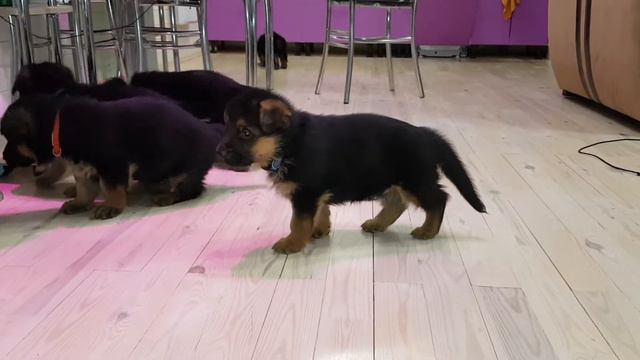 П-детки от Пули и Тесея ( 5 недель) смотреть онлайн