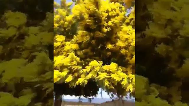 Мимоза цветет!!Красотень!😆🌞🌷🌞🌷 смотреть онлайн