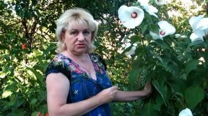 ТРАВЯНИСТЫЙ ГИБИСКУС - ВЫРАЩИВАНИЕ, УХОД, РАЗМНОЖЕНИЕ