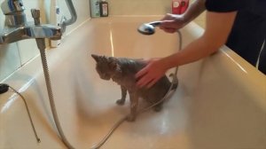 Как правильно купать кошку