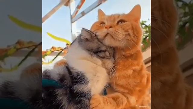 Котики. cats смотреть онлайн