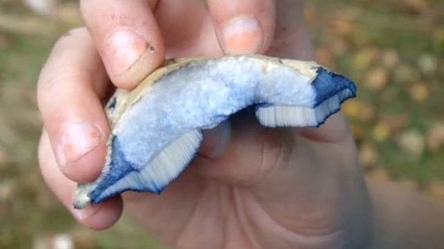 Охота на опята