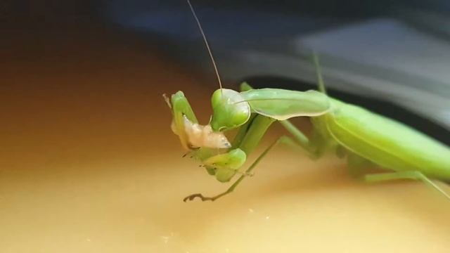 Богомол ест опарыша смотреть онлайн