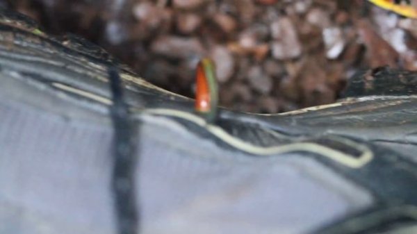 Leeches move fast #earthcapture