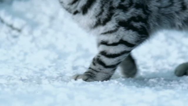 WHISKAS® | Новый год смотреть онлайн