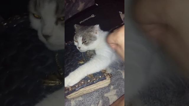 Гадаем на Книге Судеб с Дочей )) #shorts смотреть онлайн