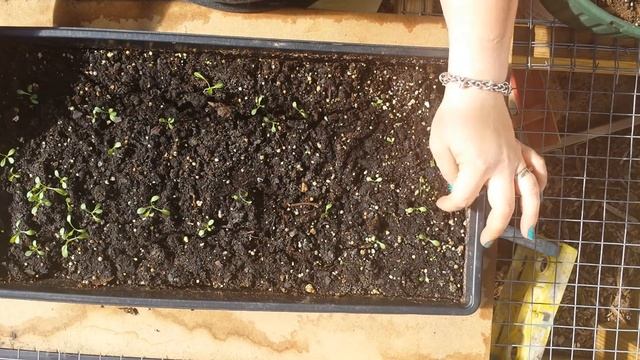 Starting Coreopsis from Seed Part 2 смотреть онлайн