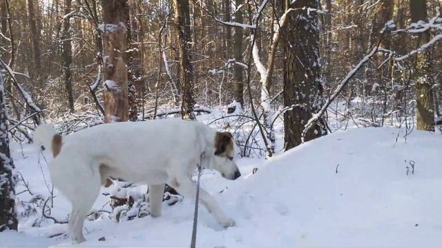16.01.24 алабай Булат ч.2 смотреть онлайн