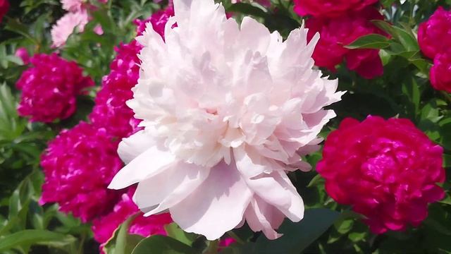 Пион Распберри Сандей Paeonia Raspberry Sundae #пион #омск #дача #garden #flower #summer смотреть онлайн