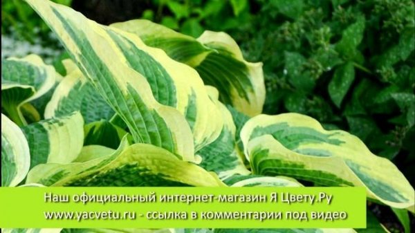 ? Топ 10 Хост ? САМЫЕ Красивые Хосты Мира ??