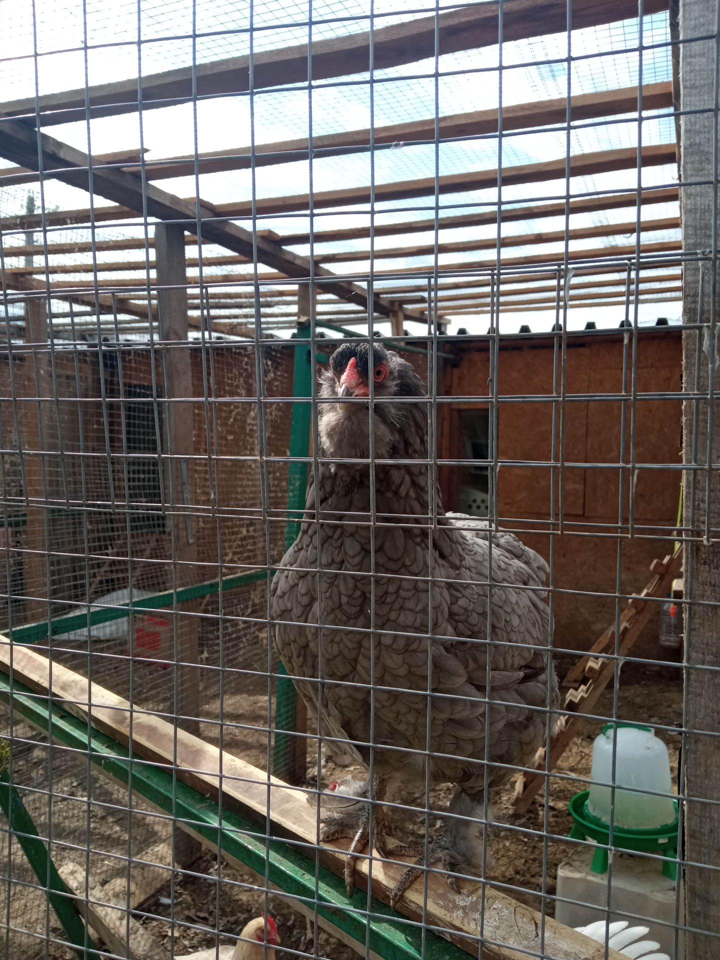Переделал навес над выгулами. Завершил переделку помещения для новых пород. Немного о несушках. смотреть онлайн