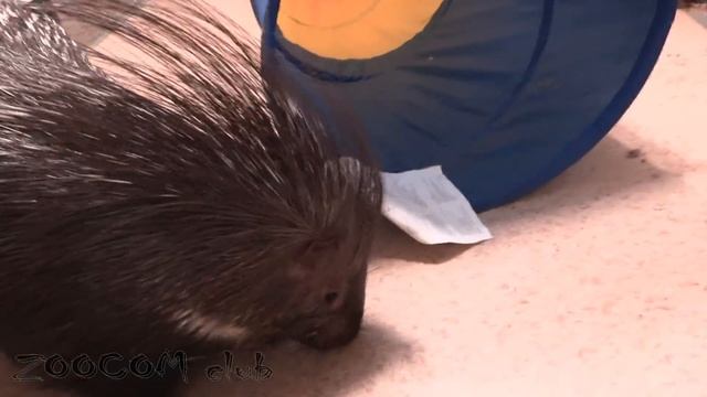 Дикобразы играют в новом тоннеле! смотреть онлайн