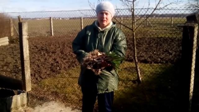 Лук-чеснок. Рокамболь (лук Суворова). Посадка смотреть онлайн