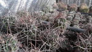 Кактусы зимой. Зимовка кактусов.
