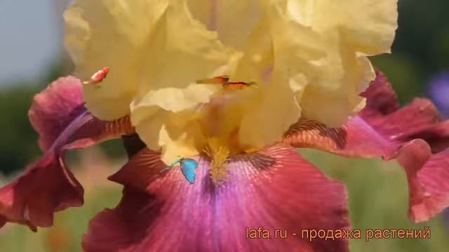 Ирис бородатый Саммер Фиеста (iris) ? Саммер Фиеста обзор: как сажать, саженцы ириса Саммер Фиеста смотреть онлайн