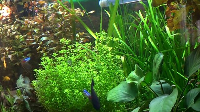 В здоровом аквариуме рыбы не болеют! смотреть онлайн