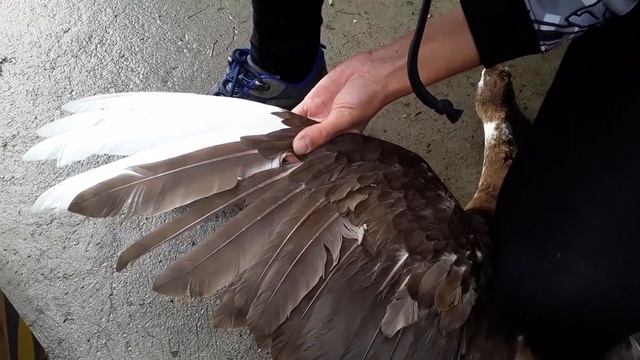 Новый Житель Нашего Двора. Как обрезать перо смотреть онлайн