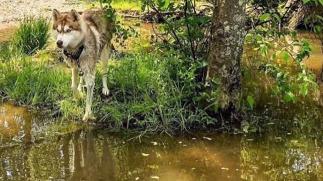 История тронула до слез ,собака нашла то ,что повергло многих в шоковое состояние смотреть онлайн