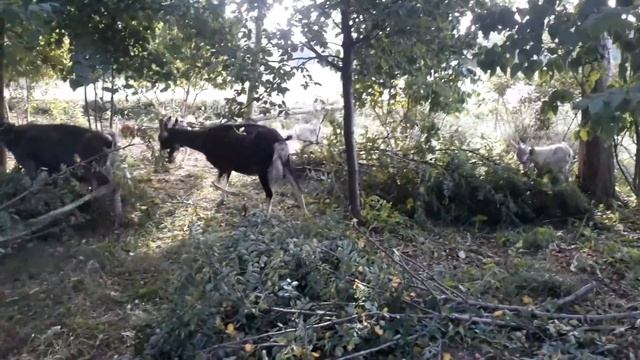 Ветер сломал акацию у родителей и повалил на ближайшие деревья. Сказочный сад и лес прямо возле дом смотреть онлайн
