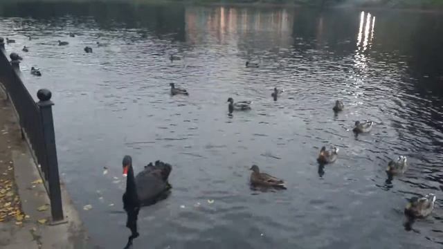 Чёрный лебедь. Обитает ли в Петербурге? Экологические экскурсии в СПб. смотреть онлайн