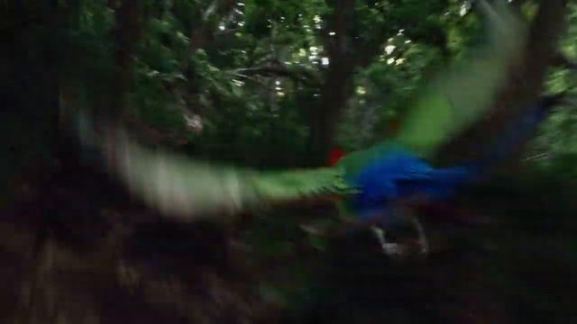 Journey 2 The Mysterious Island Bee Flying Scene смотреть онлайн