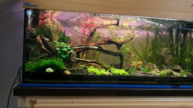 Видео 37: Акваскейп- из 50 Л. в аквариум 160 литров. Коряги, камни. Рыбки. Природный.Тумба. Фон.