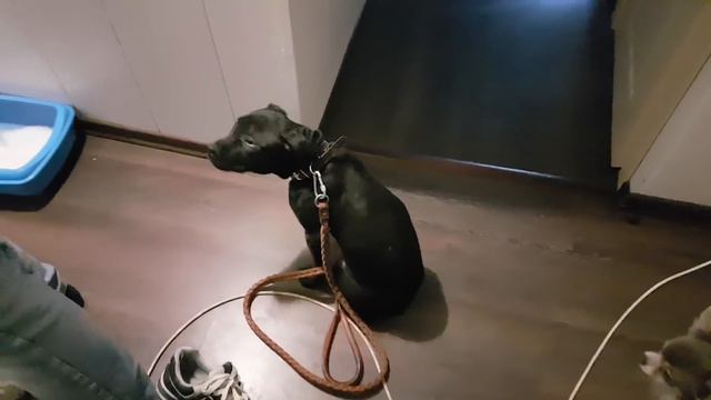 ПРОГУЛКА С ПИТБУЛЬТЕРЬЕРОМ смотреть онлайн