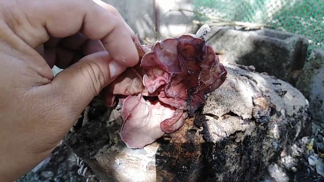Difference between Mushroom & Fungus смотреть онлайн